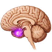 Icon brain