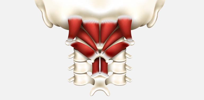 Spinal muscles